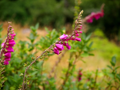 [A long, skinny, curved stem out of which nearly a dozen purple blooms have burst. This stem and another nearby are clearly in focus while the background in blurred.]